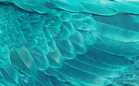 Fragment of wings bird in ultramarine color for background. Texture of feathers.