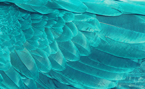 fragment skrzydeł ptaka w ultramaryniecznym kolorze na tle. tekstura piór. - feather softness bird macro zdjęcia i obrazy z banku zdjęć