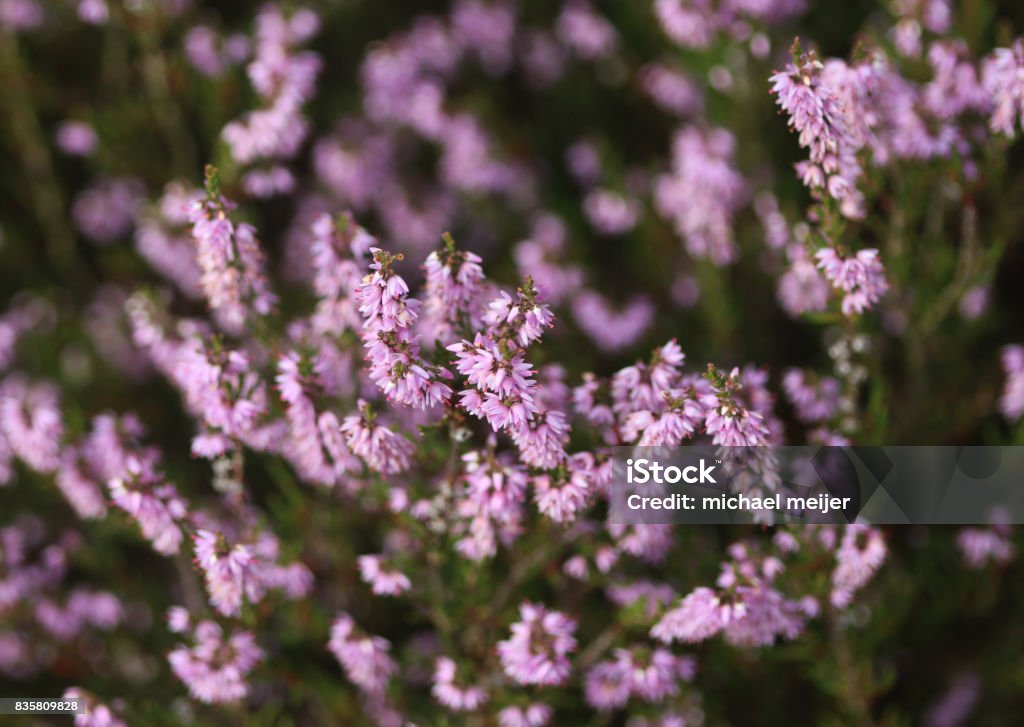Common heather close up of common heather in the summer Heather Stock Photo
