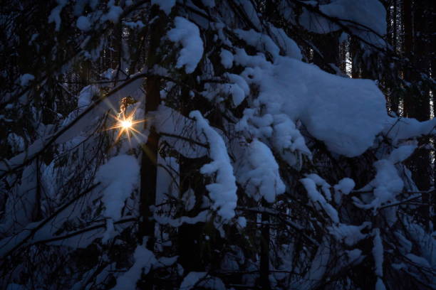 evening in the dark forest, christmas. sun rays in the dark. new year, covered in snow. spruce trees pine trees covered with snow - pine sunset night sunlight imagens e fotografias de stock