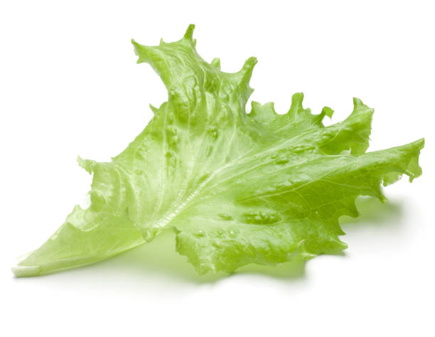 istock Fresh lettuce salad leaf isolated on white background cutout 835813730