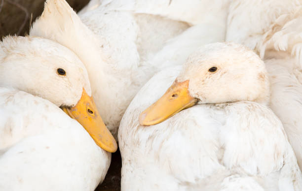istock Duck for a walk on the farm 835814102