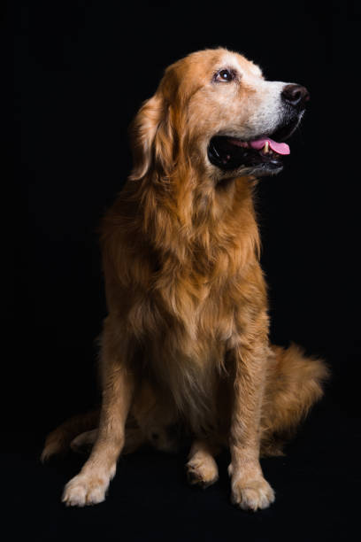 istock Dog Golden Retriever 835817610