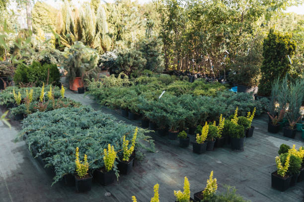 istock empty garden with various green potted plants and flowers 835821110