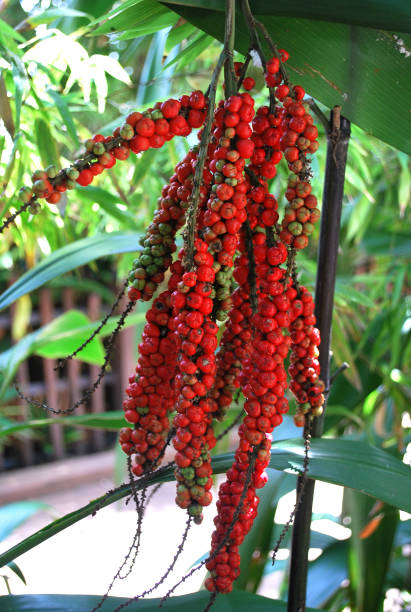 кордилин petiolaris красные ягоды кластера - плод ягоды стоковые фото и изображения