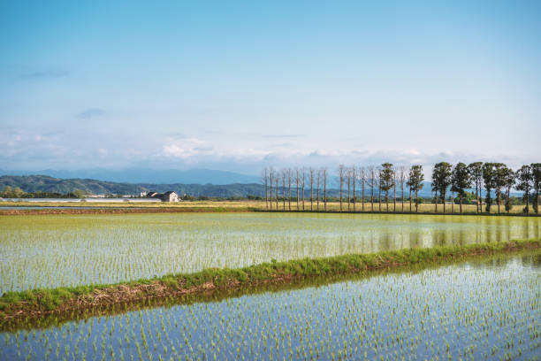 istock Spring scenery of the rice field and mount Hakusan 835821292