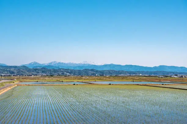Spring scenery of the rice field and mount Hakusan in Ishikawa, Japan
