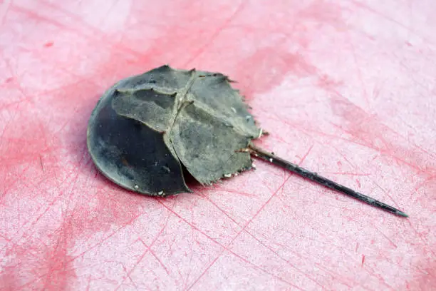 Horseshoe crab at the beach