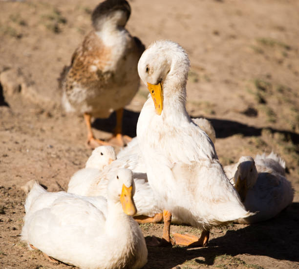 istock Duck for a walk on the farm 835821588