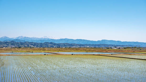 istock Spring scenery of the rice field and mount Hakusan 835821606