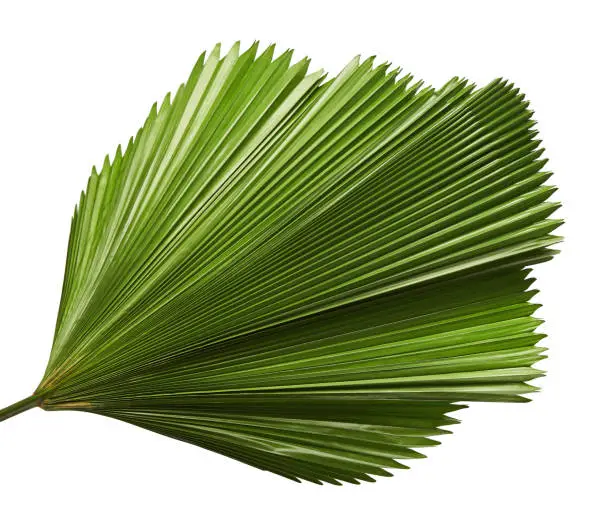 Photo of Licuala grandis or Ruffled Fan Palm leaf, Large tropical foliage, Pleated leaf  isolated on white background, with clipping path