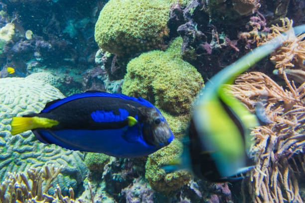 フィッシュは水族館で - aquaristik ストックフォトと画像