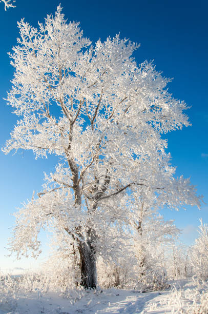 istock winter, winter-tide, winter-time 835825946