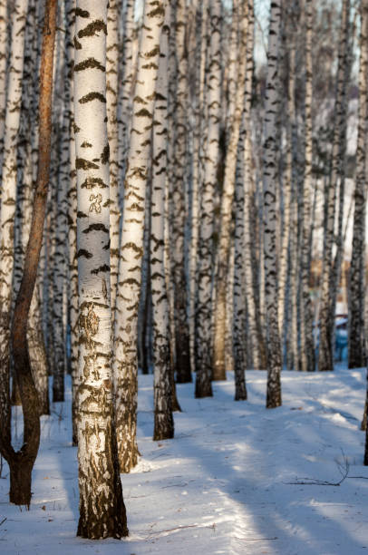 istock winter, winter-tide, winter-time 835826142