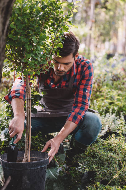istock young gardener in apron planting tree while working in garden 835828348