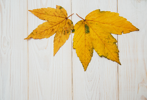 Yellow leaves on the wooden table.Autumn background.Copy space.Top view