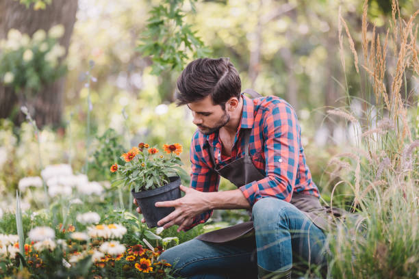 istock gardener holding flower in flowerpot while checking plants in garden 835828640