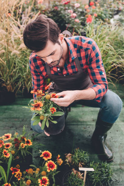 istock young gardener checking flower in flowerpot while working in garden 835829754