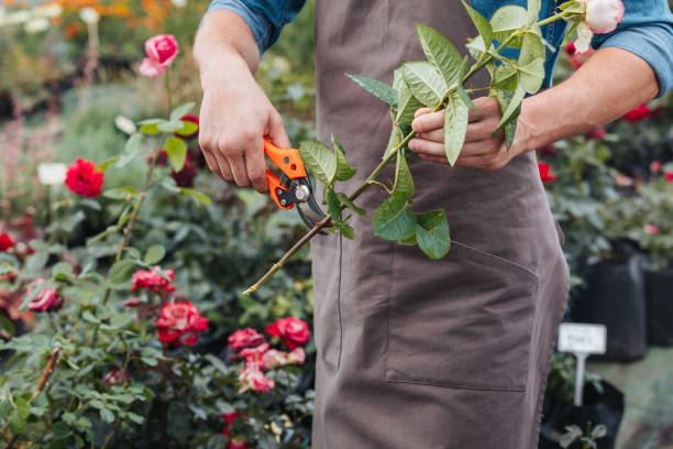 istock partial view of gardener in apron cutting rose with pruning shears 835832548