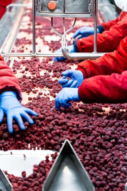 istock Frozen food industry 835832688