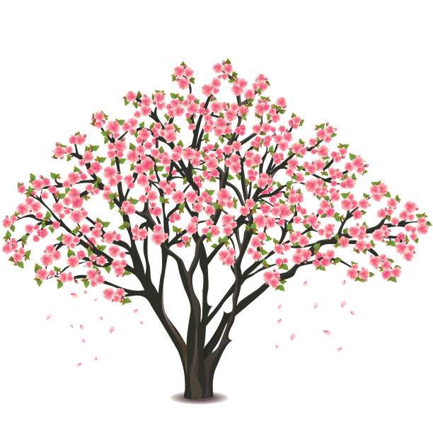 illustrazioni stock, clip art, cartoni animati e icone di tendenza di fiori di ciliegio giapponese su bianco - blossom cherry blossom sakura flower