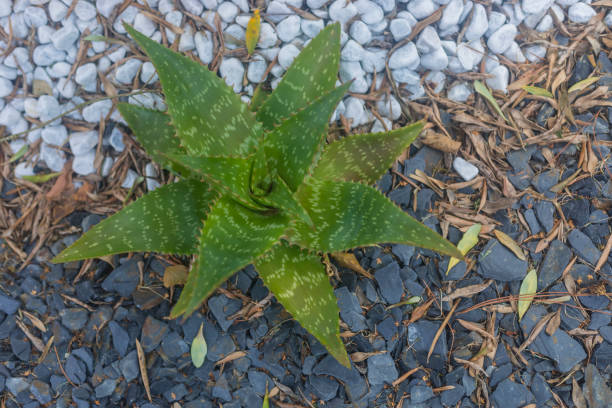 Also known as Aloe Saponaria, Soap Aloe or Zebra Aloe, the leaves of this plant can be used to create soap.