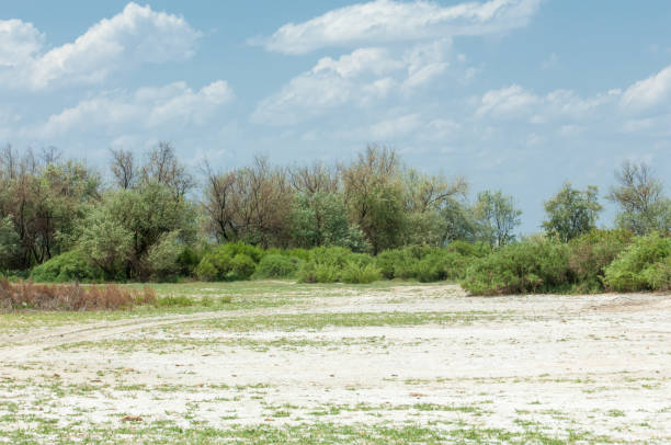 istock Steppe saline soils. saline  salt  in salt.  steppe  prairie  veldt veld. 835836274