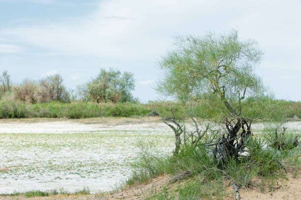 istock Steppe saline soils. saline  salt  in salt.  steppe  prairie  veldt veld. 835836276