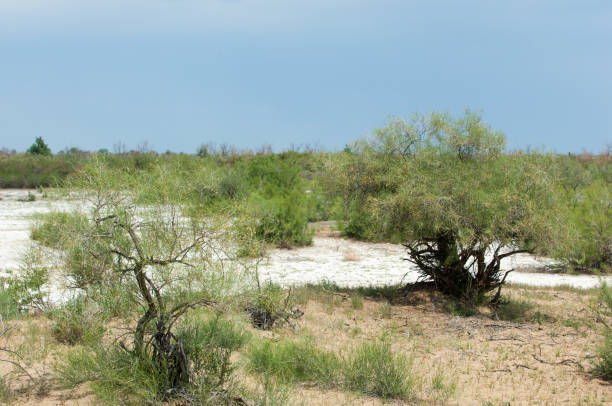 istock Steppe saline soils. saline  salt  in salt.  steppe  prairie  veldt veld. 835836280