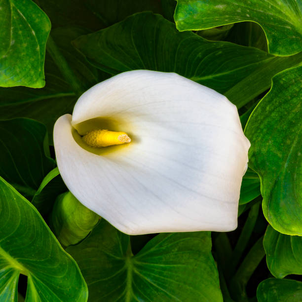 istock Zantedeschia aethiopica flower 835837332
