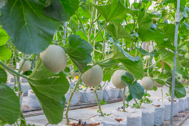 istock Melon in the garden 835837522