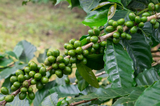 istock Coffee cherries , coffee beans ripening on coffee tree 835838456
