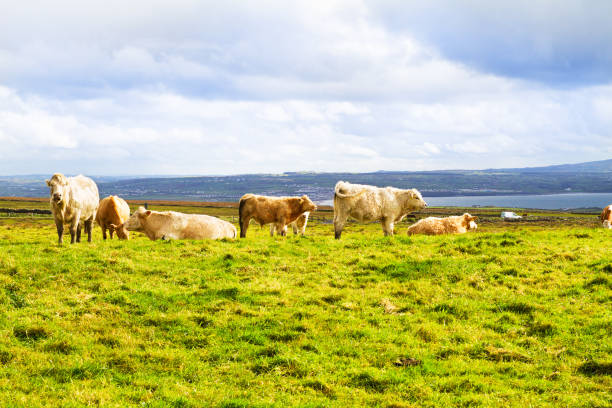 istock Beautiful scenic landscape with cows. Cows grazing on a green field 835841934