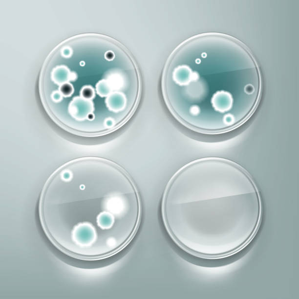 Petri dish with molds Vector petri dish with molds, bacterial colonies top view isolated on background laboratory bacterium petri dish cell stock illustrations