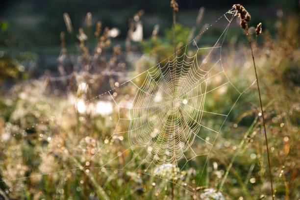 istock Summer morning. Spiderweb in droplets of dew. 835844702