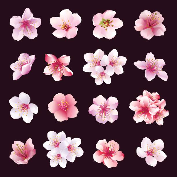 分離された桜の木の花のセット - 満開点のイラスト素材／クリップアート素材／マンガ素材／アイコン素材