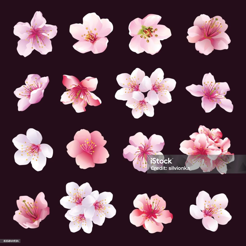 Set of flowers of cherry tree isolated Set of different beautiful cherry tree flowers isolated on black background. Big collection of pink, purple, white sakura blossom - japanese cherry tree.  Elements of floral spring design. Vector illustration Cherry Blossom stock vector