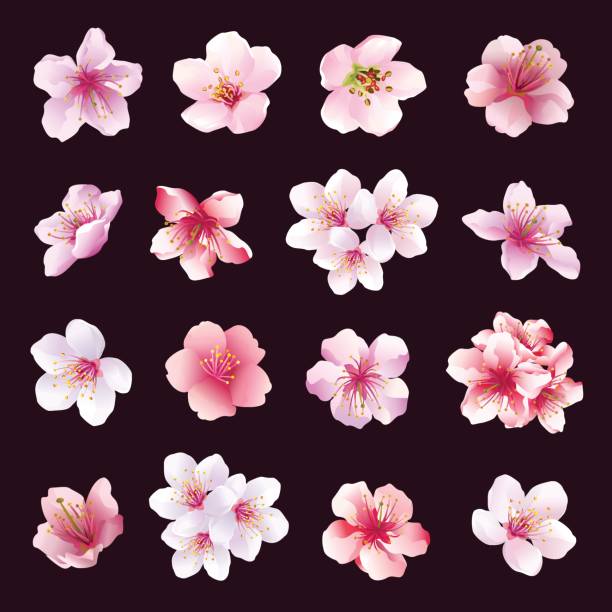 Set of flowers of cherry tree isolated Set of different beautiful cherry tree flowers isolated on black background. Big collection of pink, purple, white sakura blossom - japanese cherry tree.  Elements of floral spring design. Vector illustration oriental cherry tree stock illustrations