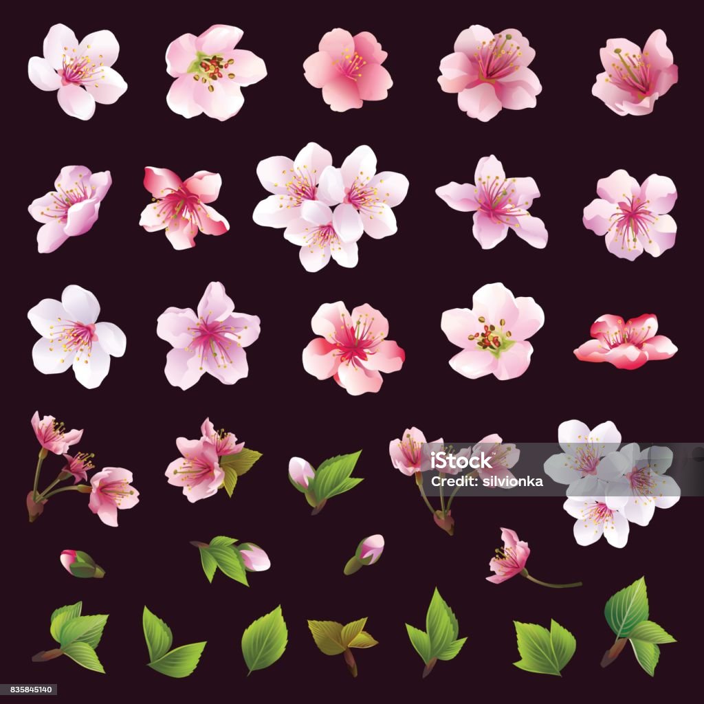Set of flowers of cherry tree and leaves Big set of different beautiful cherry tree flowers and leaves isolated on black background. Collection of white, pink , purple sakura blossom - japanese cherry tree.  Elements of floral spring design. Vector illustration Cherry Blossom stock vector