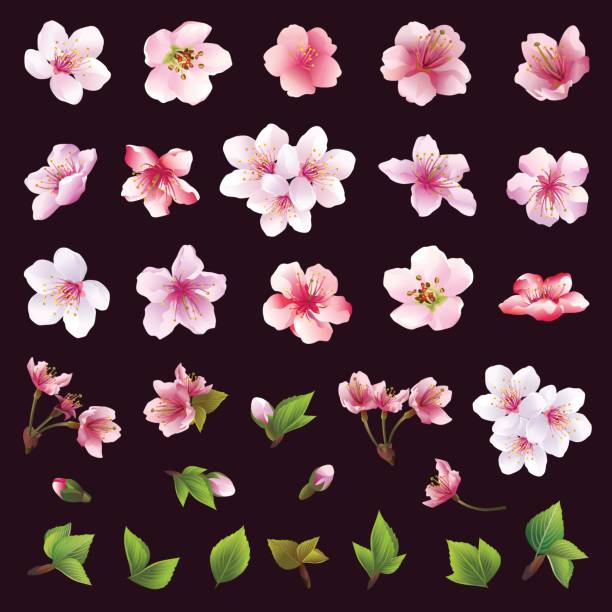 Set of flowers of cherry tree and leaves Big set of different beautiful cherry tree flowers and leaves isolated on black background. Collection of white, pink , purple sakura blossom - japanese cherry tree.  Elements of floral spring design. Vector illustration apple blossom stock illustrations