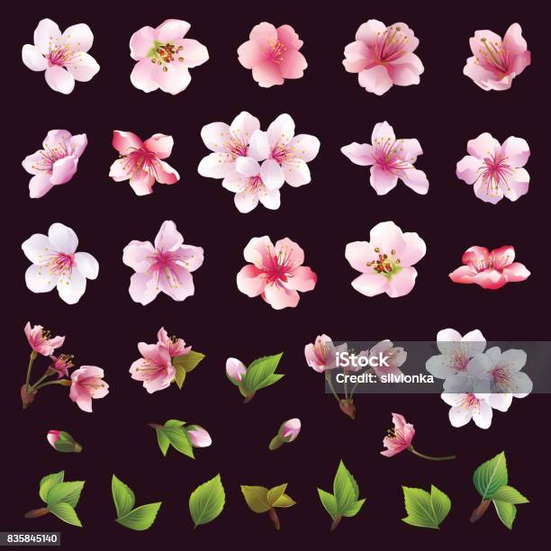 Set Of Flowers Of Cherry Tree And Leaves Stock Illustration - Download Image Now - Cherry Blossom, Apple Blossom, Cherry Tree