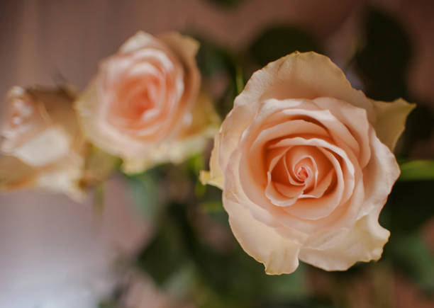 istock Bouquet of beautiful roses 835845180