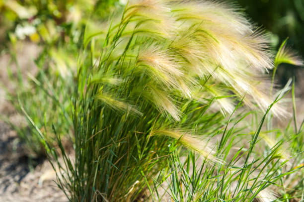 istock feather grass. Steppe wild herb with narrow leaves. 835846352