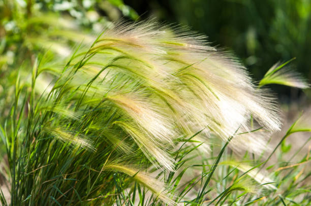 istock feather grass. Steppe wild herb with narrow leaves. 835846354