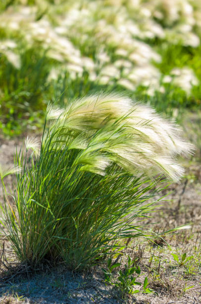 istock feather grass. Steppe wild herb with narrow leaves. 835846364