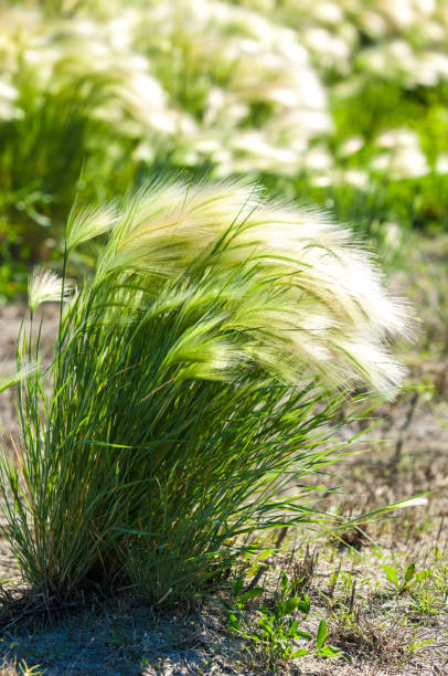 istock feather grass. Steppe wild herb with narrow leaves. 835846386