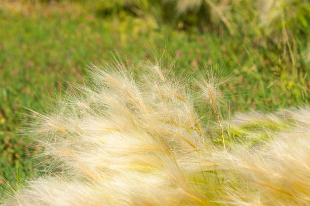 istock feather grass. Steppe wild herb with narrow leaves. 835846400