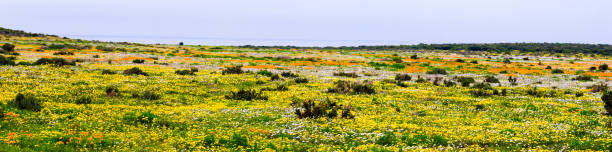 istock Alpine flowers. Panorama. Mountain landscape. 835850036