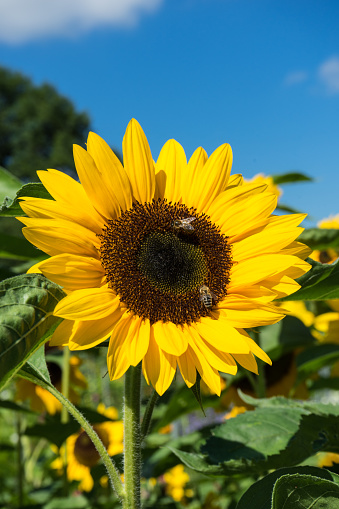 Closeup of bee and sunflower on a blue sky background