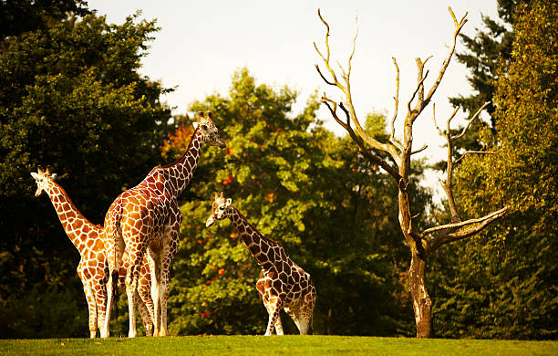 animales de zoológico - day washington state vertical outdoors fotografías e imágenes de stock